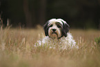 liegender Tibet-Terrier