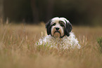 liegender Tibet-Terrier