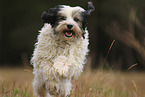 rennender Tibet-Terrier