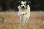 rennender Tibet-Terrier