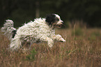 rennender Tibet-Terrier