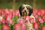 Tibet-Terrier Portrait