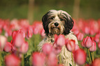 Tibet-Terrier Portrait