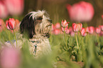 Tibet-Terrier Portrait