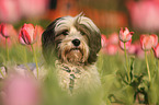 Tibet-Terrier Portrait