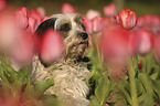 Tibet-Terrier Portrait