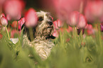 Tibet-Terrier Portrait