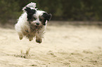 springender Tibet-Terrier