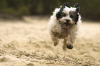 rennender Tibet-Terrier