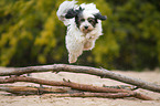 springender Tibet-Terrier