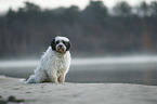 sitzender Tibet-Terrier