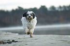 rennender Tibet-Terrier