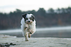 rennender Tibet-Terrier