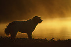 Tibet-Terrier