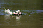 spielender Tibet-Terrier