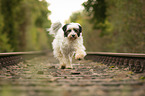 laufender Tibet-Terrier