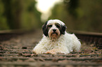 liegender Tibet-Terrier