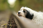 Tibet-Terrier Portrait