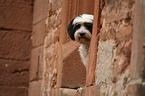 Tibet-Terrier Portrait