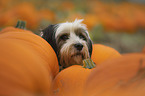 Tibet-Terrier Portrait