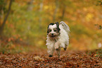 rennender Tibet-Terrier