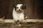 rennender Tibet-Terrier