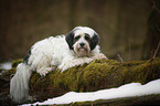 liegender Tibet-Terrier