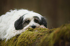 liegender Tibet-Terrier