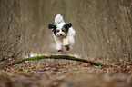 rennender Tibet-Terrier