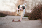 spielender Tibet-Terrier