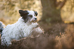 rennender Tibet-Terrier