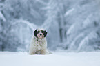 sitzender Tibet-Terrier