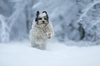 rennender Tibet-Terrier