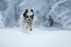 rennender Tibet-Terrier