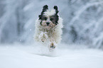 rennender Tibet-Terrier