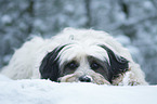 liegender Tibet-Terrier