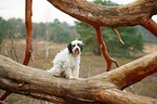 sitzender Tibet-Terrier