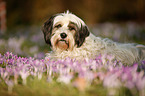 liegender Tibet-Terrier