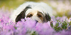 liegender Tibet-Terrier