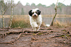 rennender Tibet-Terrier