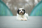 liegender Tibet-Terrier