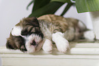 schlafender Tibet Terrier Welpe