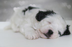 schlafender Tibet Terrier Welpe