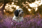 Tibet-Terrier Portrait