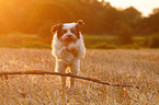springender Tibet-Terrier