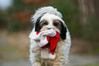 Tibet-Terrier Portrait