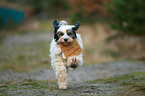 rennender Tibet-Terrier