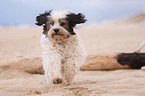 rennender Tibet-Terrier