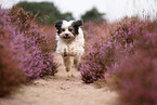 rennender Tibet-Terrier