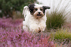 rennender Tibet-Terrier